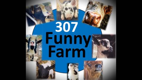 307 Funny Farm: Slow Motion Goat Herd Running (Nubian Goat Ears Trying To Fly)