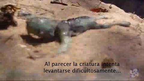 Funny Things | Funny Videos | Strange Creature or Baby Triton found on the shore of a sea awesome