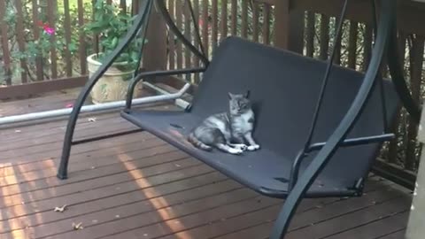 Grey cat on swinging chair