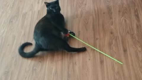 20240628 155605 Tux Playing by Himself with Bug Stick Toy