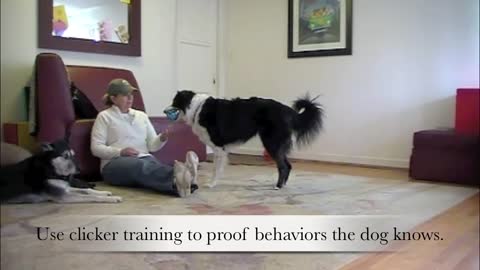 Clicker Training Basics - Dog Training