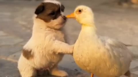 My Dog And My Duck | Puppy And Duck Very Cute | Kissing