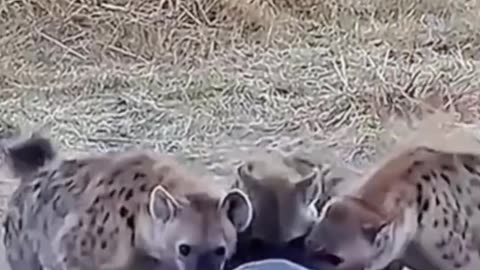 Hyenas attacked on hippo #shorts #shortvideo #video #virals #videoviral