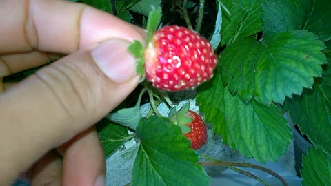 MY STRAWBERRIES IN PARAÍBA-BRAZIL-2