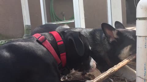 Cute dogs munching on sticks