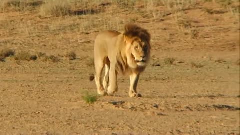 Footage of a male lion walking on dusty plain