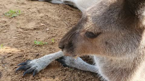 Friendly and Lovely Kangaroo