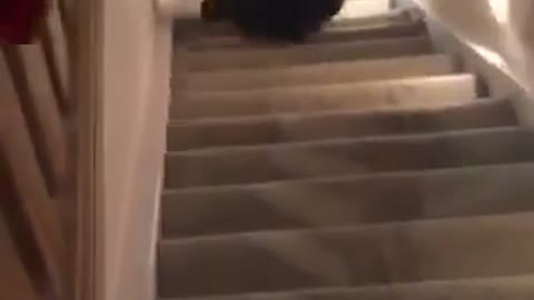 Guy with long curly hair nose dives down stairs