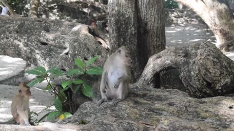 monkeys eating& playing at zoo