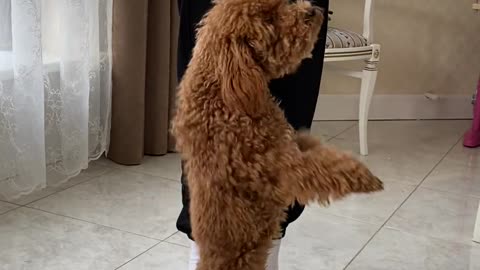 Dancing fur dogs with only 2 feet/Funny Dog entertaining