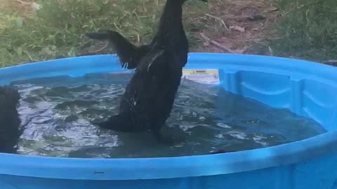 Three Cayuga ducks playing in a pool