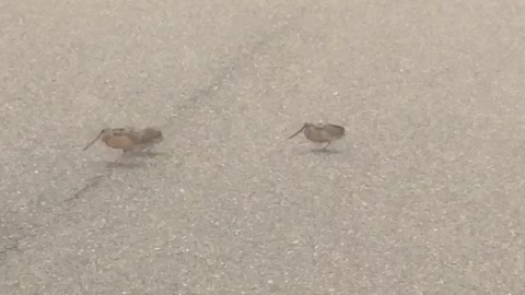 Birds Dance While Crossing the Street