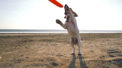 Young happy playing with cute puppy dog Jack Russell terrier on beach