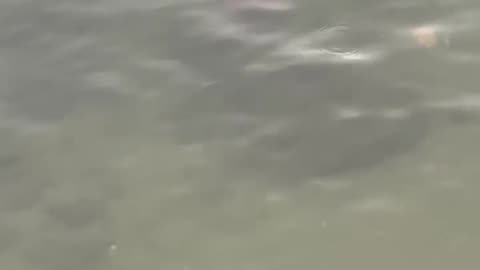 Weird thing in the water part 2