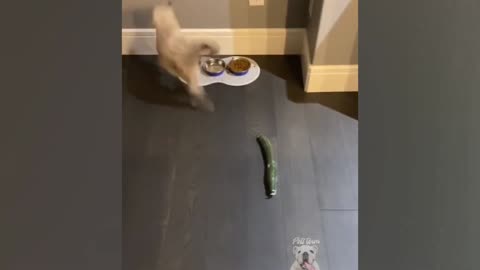 Did you know cats fear cucumbers? Watch this