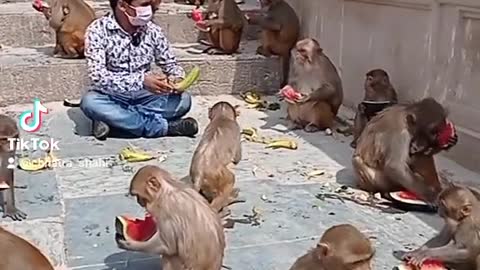 Eating and enjoying monkey watermelon ....