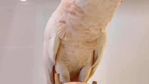 Funny parrot |cockatiel parrot | Funny birds | Funny animals