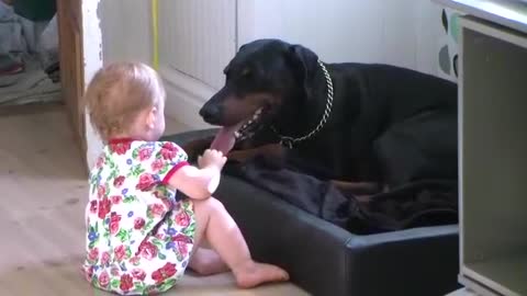 Kid Playing With His Dog