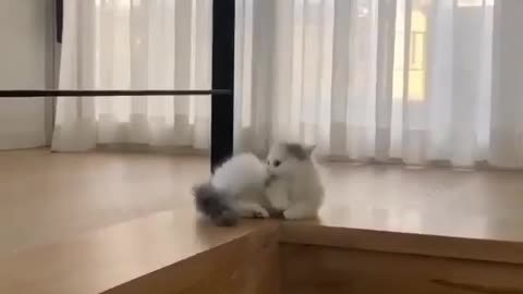 1Funny kitten