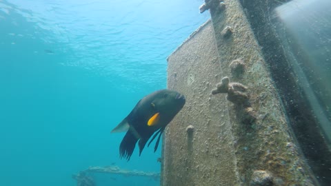 Fish swim in the Red Sea, colorful fish, Eilat Israel 9