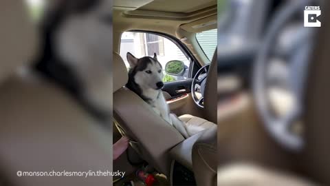 Husky se niega a bajarse del auto y su método para huir de su dueña divierte a miles de personas