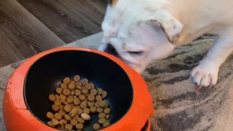 Skeleton Hand Doesn't Deter Hungry Bulldog