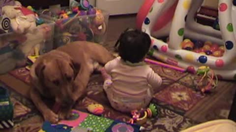 Young toddler sharing a bone with Red Labrador