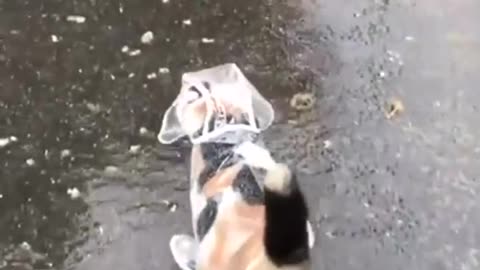 Raincoat Cat