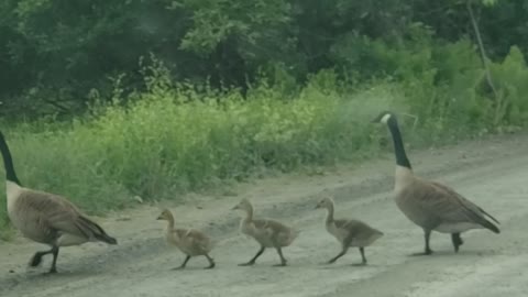 Family of Geese Brighten Morning Commute