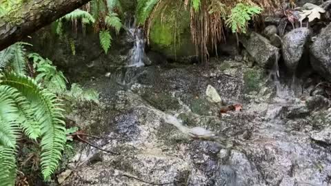 relaxing water stream sound Yellow- rumped Cacique Birds in the Amazonian Rainforest