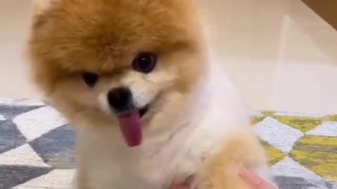 I become a Tiktok dancer 🕺 #dogsoftiktok #pomeranian #foryou #viral #dog