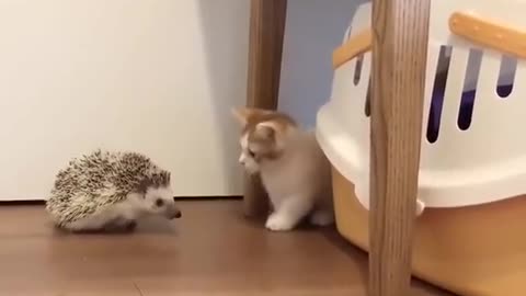 Cute kitten and little hedgehog