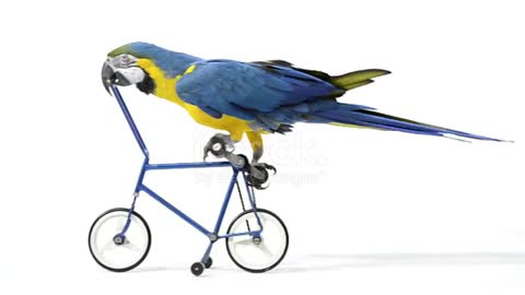 The cute parrot rides a very cool bike