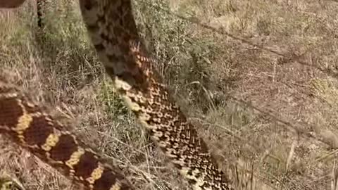 A Gopher snake (aka Bull snake) found today!!