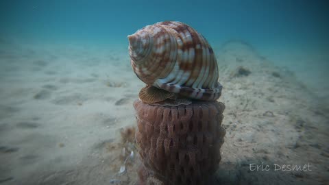 Shellfish Serenity