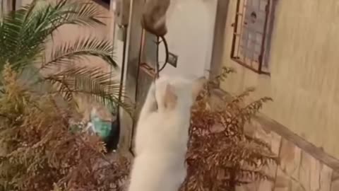 Funny_animals_😄hub,funny_animals_club_youtube,_🤣,_funny_animals_dancing_💃😄,_funny_animals_fighting