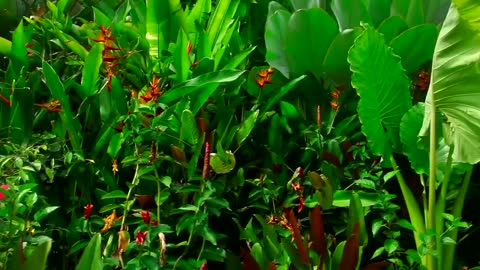 Tropical green plants and flowers