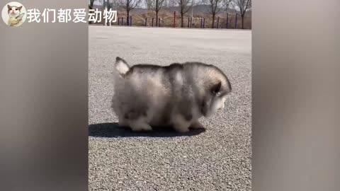 A super cute chubby Alaskan Malamute running around