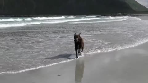 Labrador Retriever Australian Shepherd Dog On The Beach