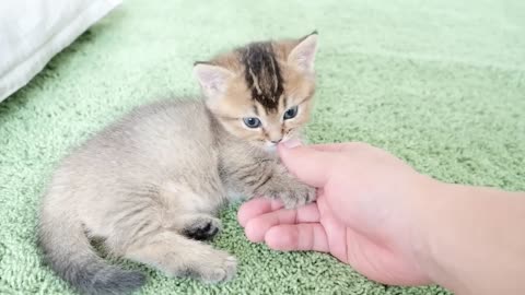 Kitten Kiki probably thinks owner is a toy