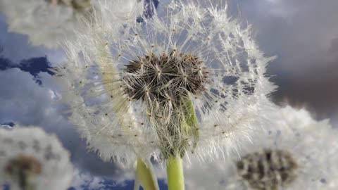 Dandelion clock opening time lapse with clouds moving in background