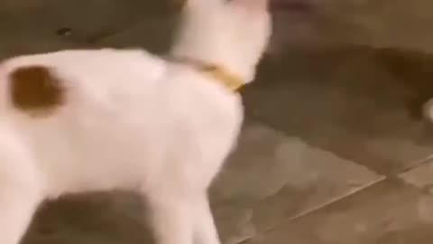 Cat vs dog funny