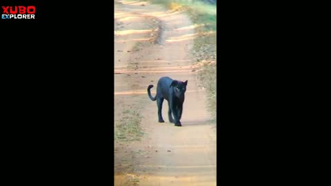 Black panther spotted.Don't miss it.