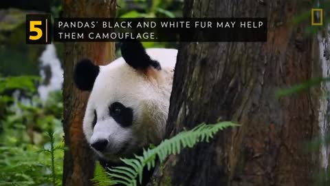 Giant Pandas' fur Helps Them Camouflage Themselves