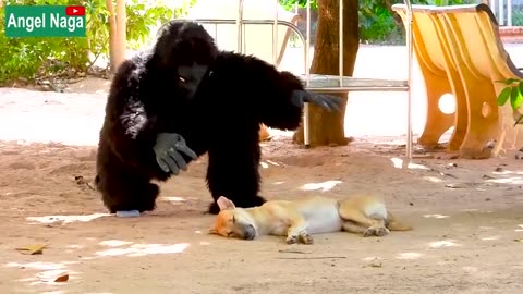 GORILLA PRANK ON DOG SLEEPING DOGS PRANK BY GORILLA🦍