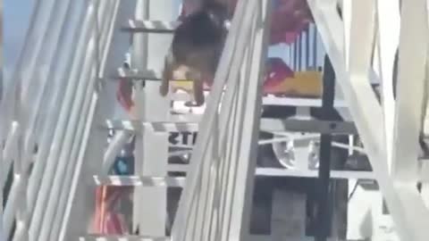 It's a shock. The dog is riding the roller coaster