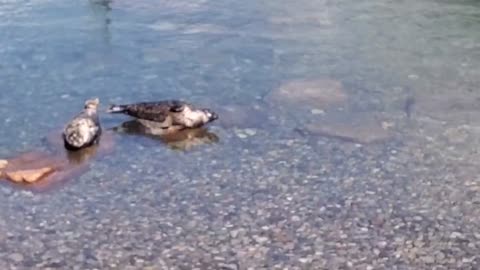 West Vancouver Horseshoe bay Seal dance