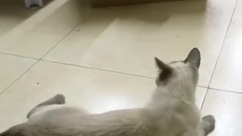 Funny animal videos|Cute animal videos |Funny dog&cat videos|Hilarious pet videos|funny video