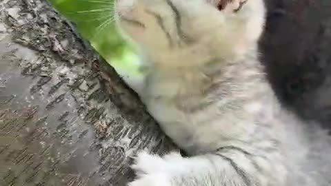 kitten cute voice