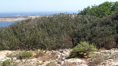 Blick von Triq Etna über Ghadira Bay Mellieha Malta 01.08.2016